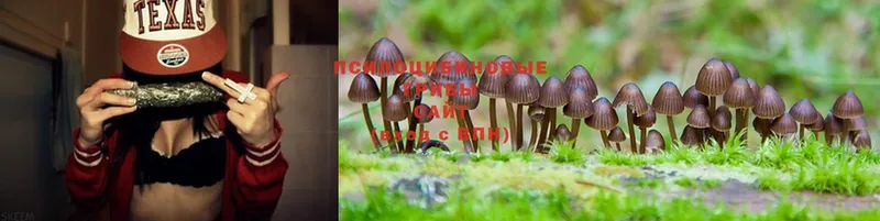 Псилоцибиновые грибы Psilocybe  Котлас 